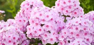 Кореневища флоксів розчепірених: ніжні барви, легкий аромат і витривалість у вашому саду