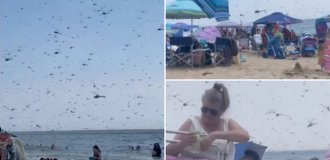 Жуткая напасть: черное "облако" насекомых прогнало туристов с популярного пляжа (2 фото + 1 видео)