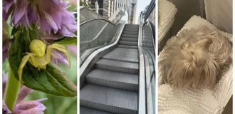 30 фотодоказательств того, что чудеса прячутся прямо у нас под носом (31 фото)