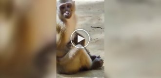 A cute video about the friendship of a monkey and a kitten