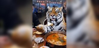 An ordinary Chinese cat has breakfast