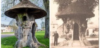 600-летний дом-вяз, который побывал липой и  принял участие в  выставках (12 фото)