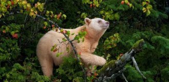 Kermode's bear: why have ordinary bears turned white en masse? (9 photos)