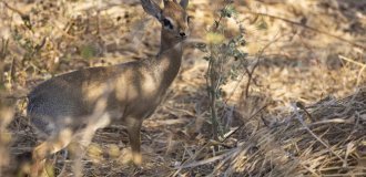 Дикдик: реальный зверь из Африки (13 фото)