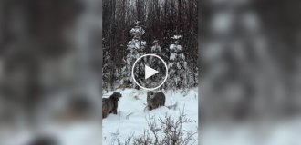 Дикие рыси ведут себя как обычные домашние коты