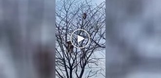 A dog and a cat climbed a tree