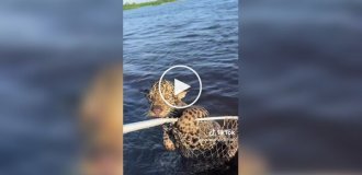 Рибак виловив із води і спас дитинчата ягуара