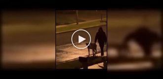 Необычная прогулка: очевидцы приняли собаку за гиену