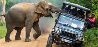 Must: a dangerous time when elephants go crazy with rage and destroy everything they see in search of a female (11 photos)