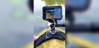 Минута из жизни черепахи