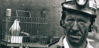Why did miners previously take canaries with them into the mine? (3 photos)