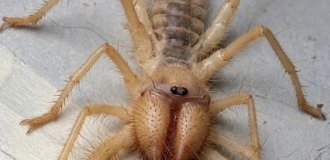 Существо из пустыни, которое пугает своим видом (3 фото)