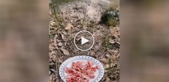 Outplayed and destroyed: turtle drags away entire plate of goodies
