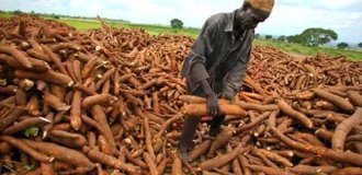 Half a billion people worldwide consume a deadly product (6 photos)