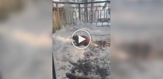 Реакція кішок на куницю за склом