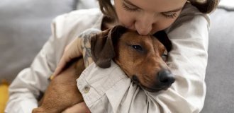 Dogs Can Cry Tears of Joy, Study Finds (3 photos)
