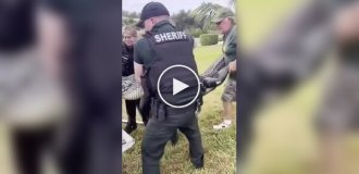 Аллигатор застрял в складном стуле