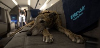 В США создали авиакомпанию для собак (2 фото + видео)