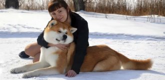 Akita Inu: a victim of the film Hachiko (9 photos)