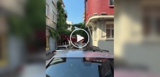 Cats of Istanbul