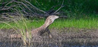 Перенти: варан-переросток убивает хвостом, ядом и скоростью (8 фото)