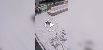 Выдры радуются зиме и снегу