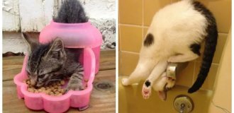 20 алогичных решений, которые способны принять только котики (21 фото)
