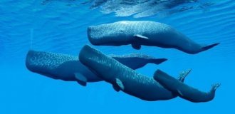 How Sperm Whales Communicate with Each Other (6 photos + 1 video)