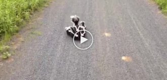 A guy met a family of skunks