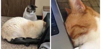 35+ чарівних сплюшок у позі «мордою в подушку» і не тільки (36 фото)