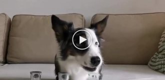 Пес навчився перекидати стоси