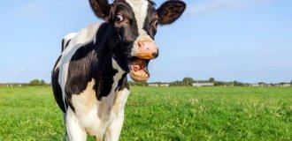 Farmers will pay a huge fine for every cow suffering from flatulence (3 photos)