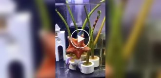 Танец морских звезд