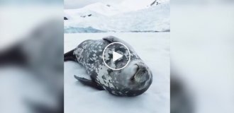 Тюлень «поет» во сне