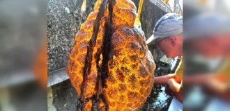 Fishermen pulled out an amazing orange bag that glowed from the inside (4 photos)