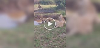 “Mom, for what”: the lioness pushed the baby into the water