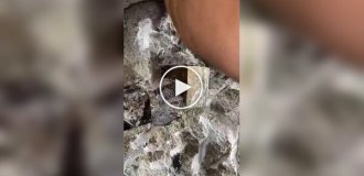 Кубический кристалл пирита
