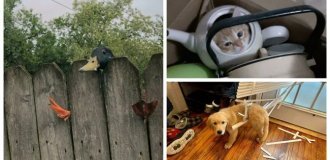 30 funny photos of animals in precarious situations (31 photos)