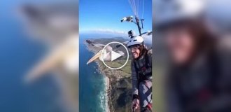 Пеликан присоединился к парапланеристу во время полета