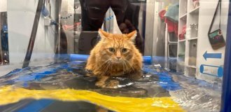 Дієта не рятувала: ветеринари допомогли коту схуднути незвичайним способом (3 фото)