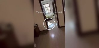 Кот обязательно отомстит