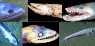 Рыба-ящерица: вот кто доминирует в океанской бездне (7 фото)