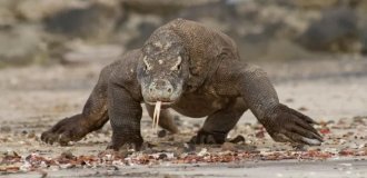 Komodo dragon: mega-lizards capable of taking down a buffalo (12 photos)