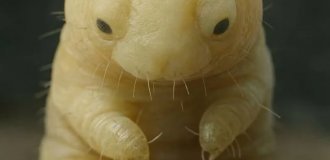 If you suddenly feel lonely - Remember the demodex mites (2 photos)