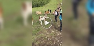 In China, cows attacked a tourist who poked them with a cane