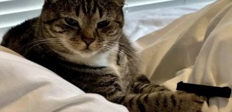 A Cat Liked a Gun Printed by Its Owner (4 photos)