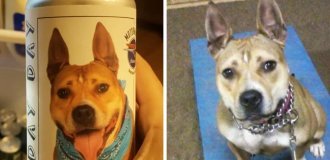 An Owner Thought She Lost Her Dog, But Found Her Three Years Later – Thanks to a Can of Beer (5 photos)