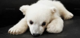 Удивительные и умилительные фотографии с животными (20 фото)
