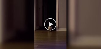 Feathered descendant Dinosaurs