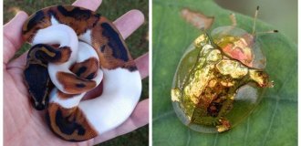 20 примеров нестандартных и аномальных красок природы (21 фото)